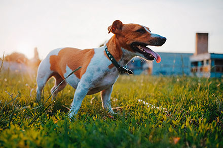 White and tan Jack Russell Terrier standing in the sun in a grassy park